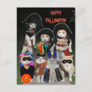 Recherche de chat halloween cartes postales Animal