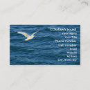 Recherche de mouette cartes visite Oiseaux