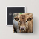 Zoek naar boerderij dieren buttons Kalf