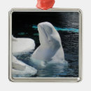 Recherche de beluga ornements Pour tous