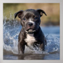 Recherche de border terrier posters Dog