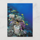 Recherche de faune marine cartes postales Côte