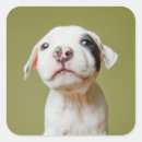 Recherche de oeil animal autocollants Chien