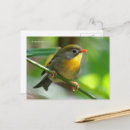Recherche de pekin cartes postales Leiothrix