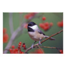 Recherche de chickadee art Animal