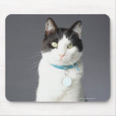 Recherche de noir et blanc chat tapis souris Tir de studio