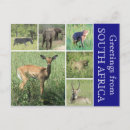 Recherche de sud africain cartes postales Éléphant