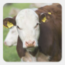 Recherche de tête de vache autocollants Extérieur