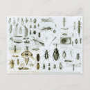Recherche de entomologie cartes postales Coléoptère