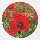 Recherche de pavots autocollants Fleurs