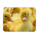 Recherche de young magnets Bird