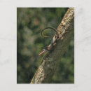 Recherche de caméléon mignon cartes postales Nature
