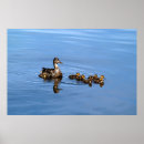 Zoek naar eend baby posters Baby's