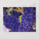 Recherche de viticulture cartes postales Vignoble