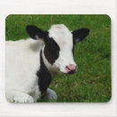 Zoek naar cow muismatten Vee