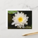 Recherche de lotus cartes postales Rose