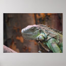 Recherche de lézard posters Iguana