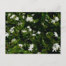 Recherche de jasmin cartes postales Fleurs