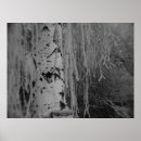Recherche de arbre bouleau blanc posters Nature