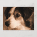 Recherche de berger australien cartes postales Animal de compagnie