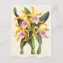 Recherche de orchidée rose cartes postales Floral