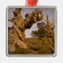 Recherche de montagnes ornements Californie