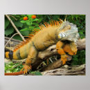 Recherche de lézard posters Lézard brun clair