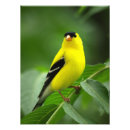 Recherche de plumes jaunes posters Oiseau