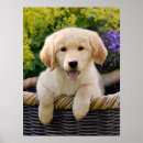 Recherche de yeux de chien posters Chiot