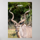 Zoek naar bruine achtergrond posters Dier