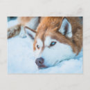 Recherche de husky cartes postales Neige