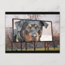 Recherche de rottweiler cartes postales Rottweiller