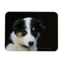 Recherche de de border collie refrigérateur magnets Plomb et pam langrish
