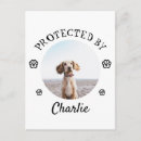 Recherche de protection des animaux cartes postales Toute personne