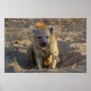 Recherche de hyène posters Safari