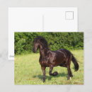 Recherche de cheval noir cartes postales Friène