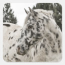 Recherche de appaloosa autocollants Tacheté