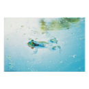 Recherche de grenouille bleue posters Faune