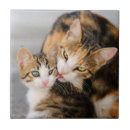 Recherche de chaton carreaux Animaux