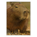 Recherche de pantanal cartes postales Rongeur