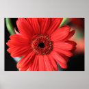 Recherche de gerbera rouge posters Fleurs