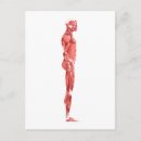 Zoek naar spierstelsel posters Biomedicale illustraties