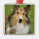 Recherche de colley ornements Animal de compagnie