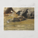 Recherche de eau douce cartes postales Nature