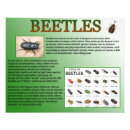 Zoek naar natuur studie posters Insecten