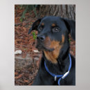 Recherche de animal travail posters Rottweiler