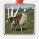 Zoek naar lama ornamenten Natuur