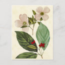 Zoek naar vintage botanical briefkaarten Floreel