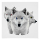 Recherche de loups blancs posters Arctique