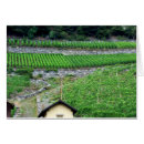 Recherche de vignoble photographie Nature